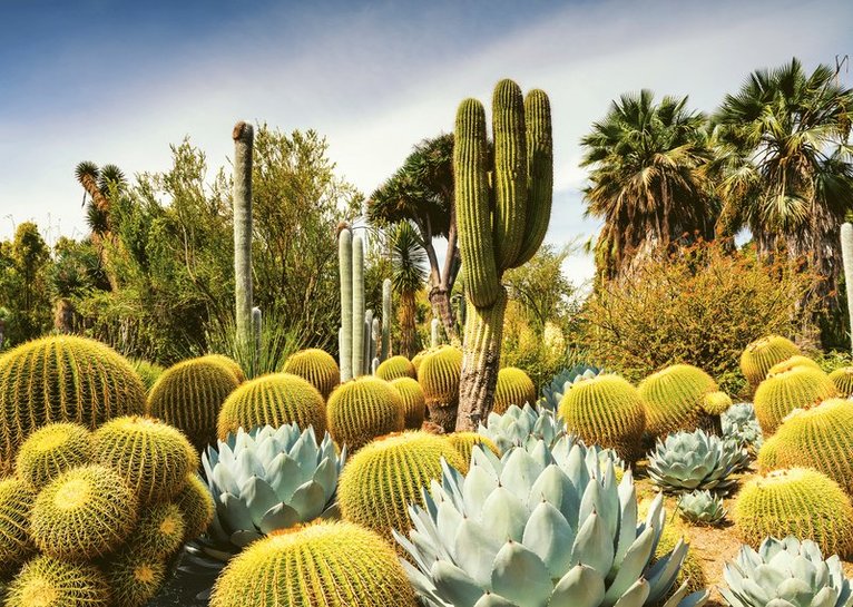 Pussel 1000 bitar - Huntington Desert Garden, Övrigt
