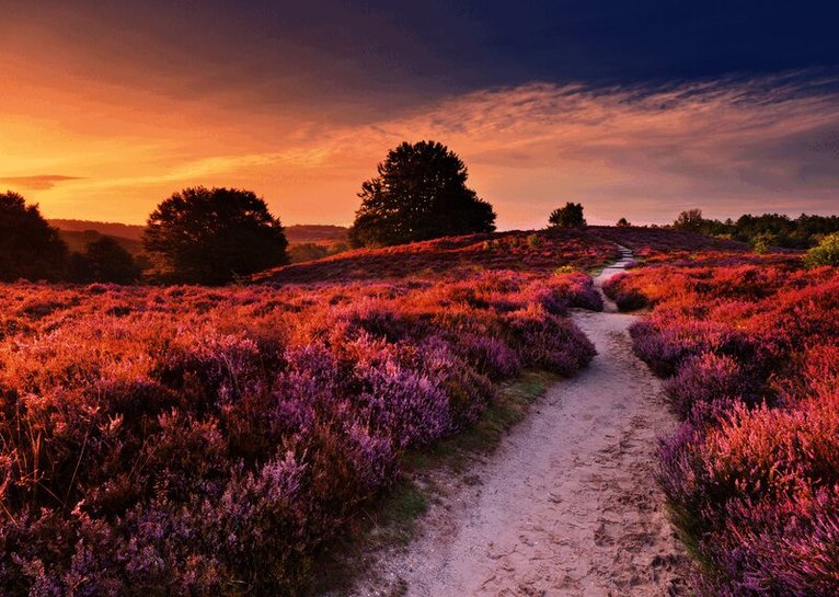 Pussel 1000 bitar Pink Pathway, Övrigt