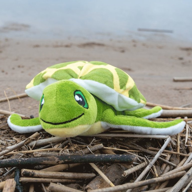 Mjukdjur sköldpadda Konna, Övrigt