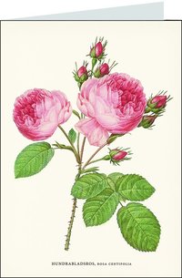 Gratulationskort med kuvert - Rosa ros