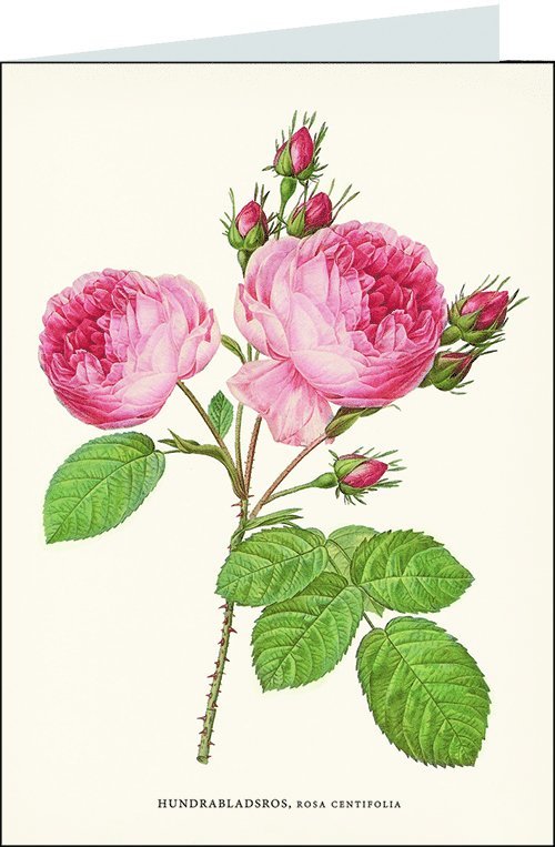 Gratulationskort med kuvert - Rosa ros 1