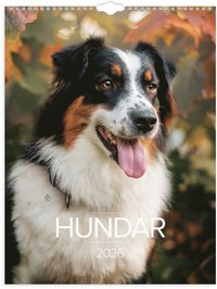 Väggkalender 2026 Stora Hundkalendern