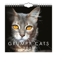 Väggkalender 2026 Grumpy Cats Mini