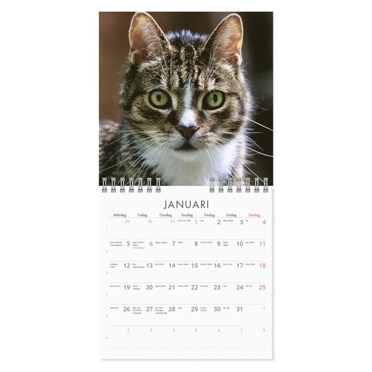 Väggkalender 2026 Grumpy Cats Mini, Övrigt