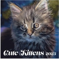 Väggkalender 2023 Cute Kittens