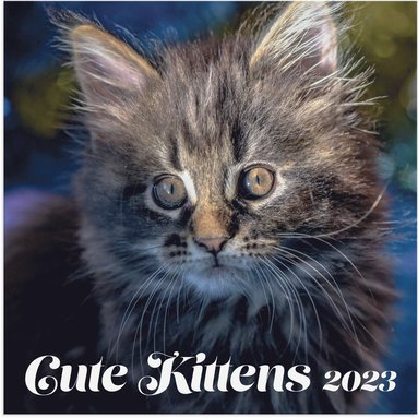 Väggkalender 2023 Cute Kittens 1