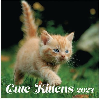 Väggkalender 2024 Cute Kittens