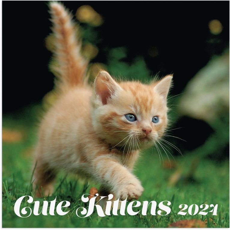 Väggkalender 2024 Cute Kittens 1