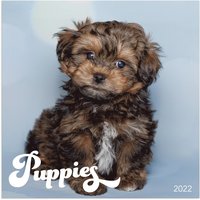 Väggkalender 2022 Puppies