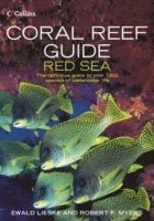 bokomslag Coral Reef Guide Red Sea