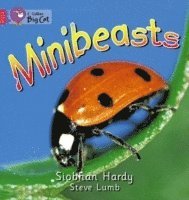 Siobhan Hardy, Cliff Moon - Minibeasts, Häftad