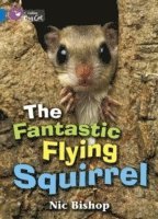 bokomslag Fantastic Flying Squirrel