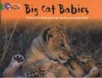 bokomslag Big Cat Babies