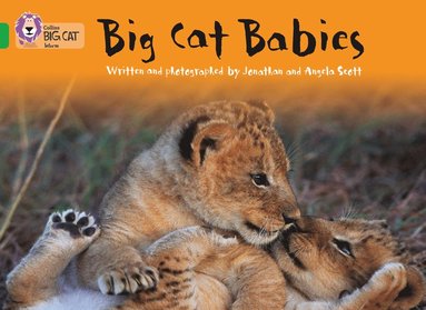 bokomslag Big Cat Babies