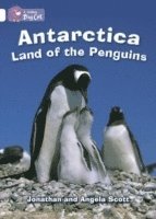 bokomslag Antarctica: Land of the Penguins