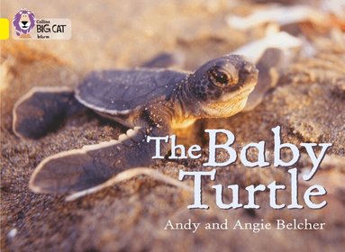 Andy Belcher, Angie Belcher - Baby Turtle, Häftad