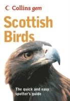 bokomslag Scottish Birds