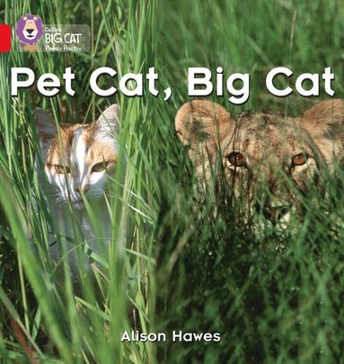 Alison Hawes - Pet Cat, Big Cat, Häftad