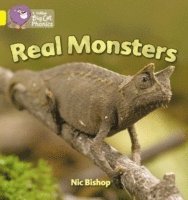 bokomslag Real Monsters