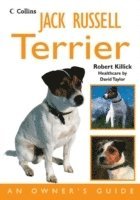 Jack Russell Terrier 1