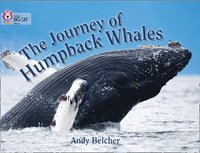 bokomslag The Journey of Humpback Whales