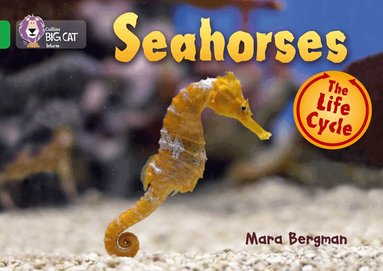Mara Bergman - Seahorses, Häftad