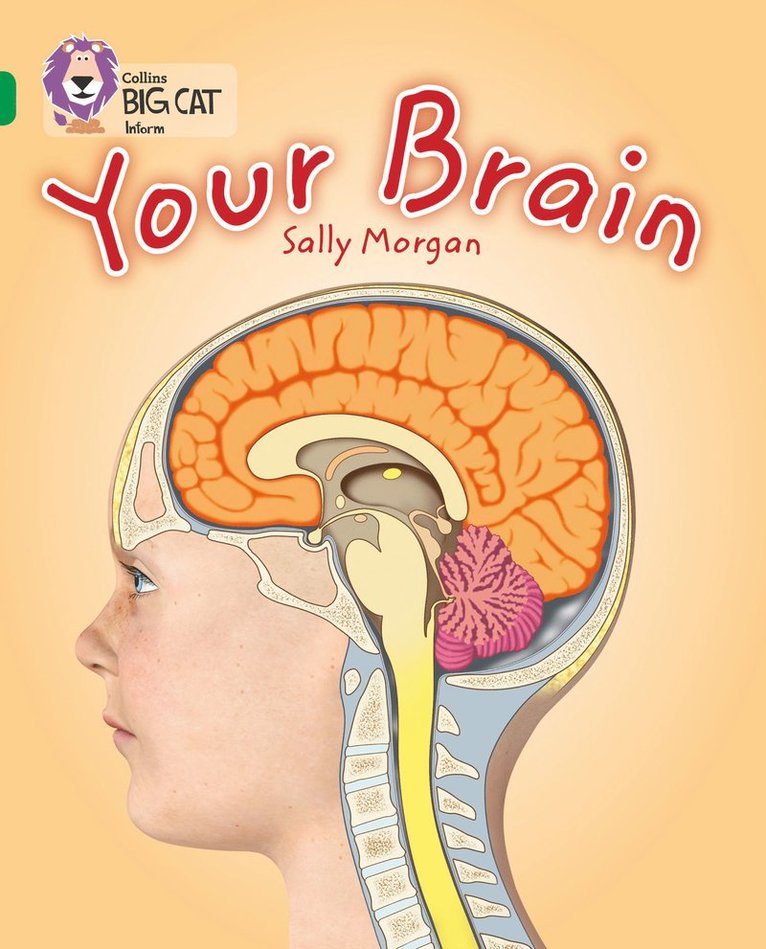 Your Brain 1