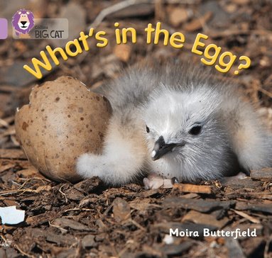 Moira Butterfield, Cliff Moon - What’s in the Egg?, Häftad