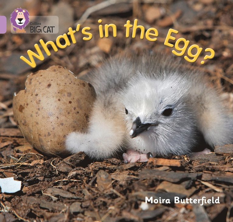 What’s in the Egg?