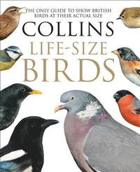 bokomslag Collins Life-Size Birds