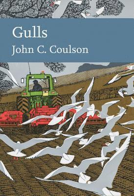 Gulls 1