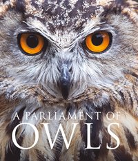 bokomslag Parliament of Owls
