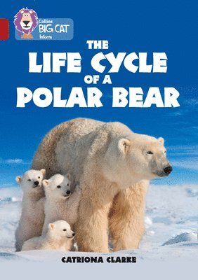 bokomslag Life Cycle of a Polar Bear