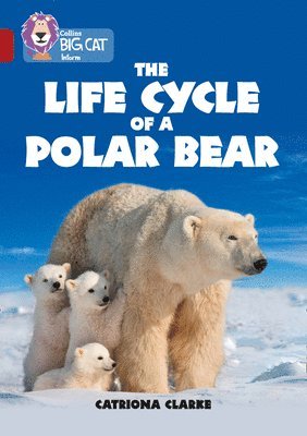 The Life Cycle of a Polar Bear 1