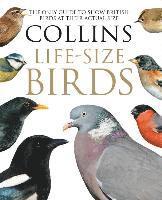 Paul Sterry, Rob Read - Collins Life-Size Birds: The Only Guide to Show British Birds at Their Actual Size, Inbunden