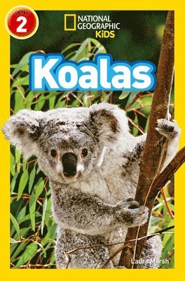 Koalas 1