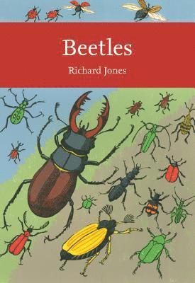 Beetles 1