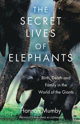 Hannah Mumby - Secret Lives of Elephants, Häftad