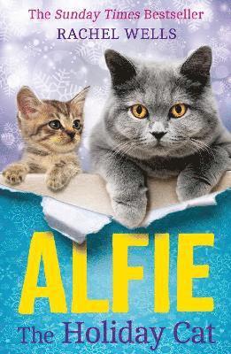 Alfie the Holiday Cat 1