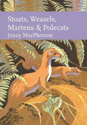 Stoats, Weasels, Martens and Polecats 1