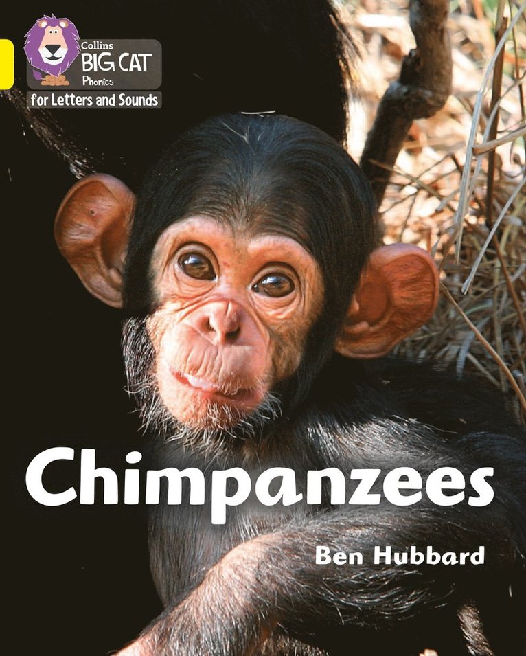 Chimpanzees 1