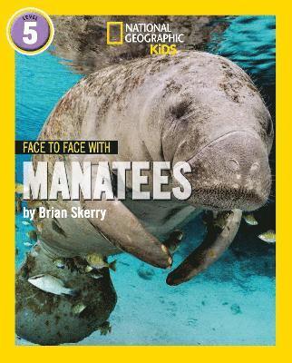 Face to Face with Manatees 1