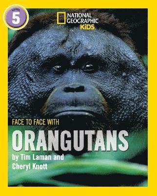 Face to Face with Orangutans 1