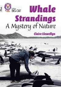 bokomslag Whale Strandings: A Mystery of Nature