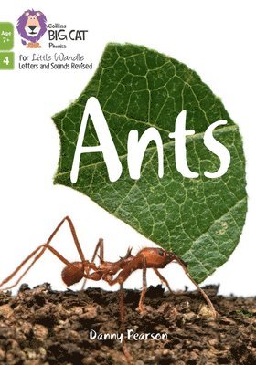 Ants 1