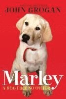 bokomslag Marley: A Dog Like No Other