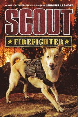 Scout 1