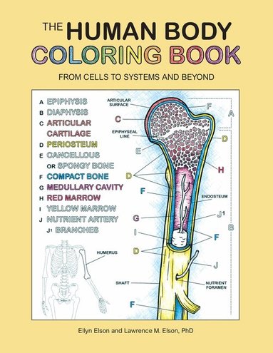 Coloring Concepts Inc. - Human Body Coloring Book, Häftad