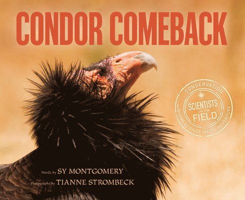 Condor Comeback 1