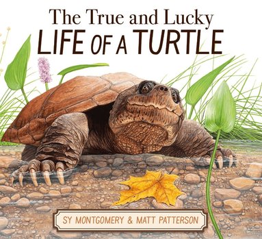 Sy Montgomery - True and Lucky Life of a Turtle, Inbunden
